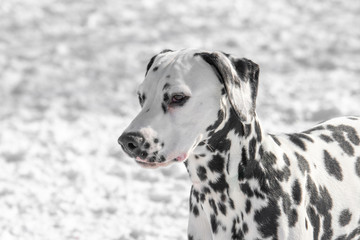 Close-up shot of beautiful Dalmatian dog in winter