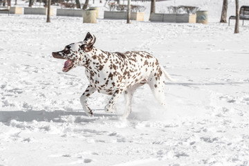 Naklejka premium Close-up shot of beautiful Dalmatian dog in winter