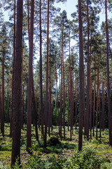 empty forest in summer with many thick pine long trunks, forest landscape in green and brown tones
