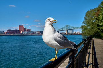 Freedom and travel concept. Seagull looking frame. View of the river.