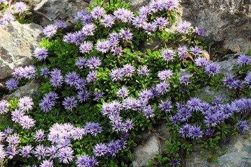 globe daisies or globularias flower also call globularia punctata