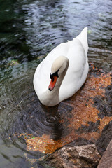 White mute swan floats on lake and circles on water surface