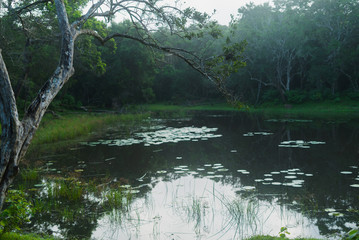 Lake Dawn Water Lily National Park Wilpattu