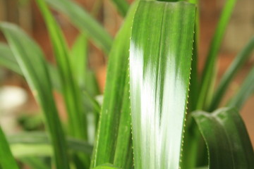 Obraz premium closeup of a plant