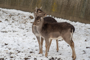 Close-up portrait of Fallow deer (Dama Dama) in winter