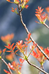 Branch of tree with red leaves