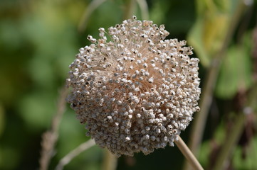 Flor jardín botánico