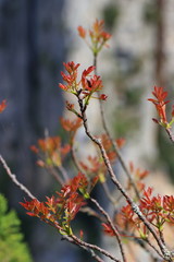 Branch of tree with red leaves