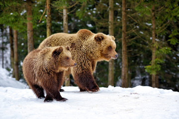 Obraz premium She-bear and bear-cub in the winter forest