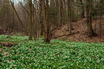 White fresh snowdrops bloom in the forest in spring. Tender spring flowers snowdrops harbingers of warming symbolize the arrival of spring. Scenic view of the spring forest with blooming flowers.