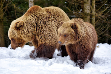 Obraz premium She-bear and bear-cub in the winter forest