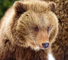 Obraz premium Beautiful close up portrait of the brown bear cub (Ursus arctos)