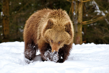 Obraz premium Cute little brown bear playing in the winter forest