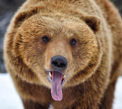 Beautiful close up portrait of the brown bear (Ursus arctos)