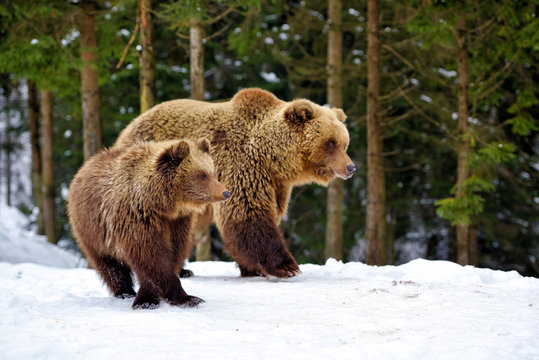 She-bear and bear-cub in the winter forest