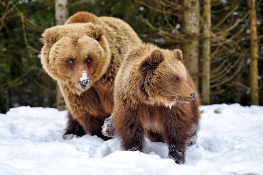 Brown bear with cub in the winter forest