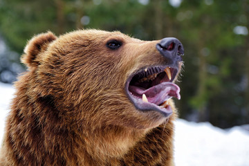 Naklejka premium Zbliżenie niedźwiedź brunatny ryk w zimowym lesie
