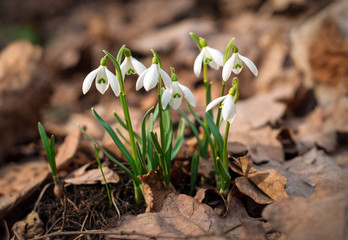 White fresh snowdrops bloom in the forest in spring. Tender spring flowers snowdrops harbingers of warming symbolize the arrival of spring.