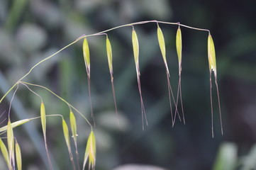Naturaleza