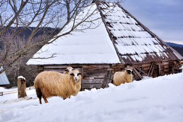 Naklejka premium Young sheep standing together in snow covered farmland