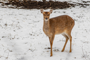 Female Vietnamese Sika Deer (Cervus nippon pseudaxis)