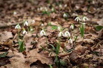 White fresh snowdrops bloom in the forest in spring. Tender spring flowers snowdrops harbingers of warming symbolize the arrival of spring.