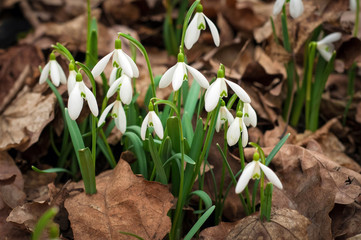 White fresh snowdrops bloom in the forest in spring. Tender spring flowers snowdrops harbingers of warming symbolize the arrival of spring.