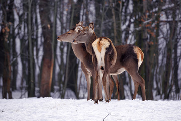 Young deers over the forest background in winter