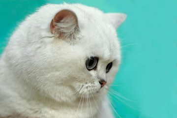 close-up of a white Scottish fold cat on a green background