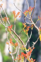 Branch of tree with red leaves