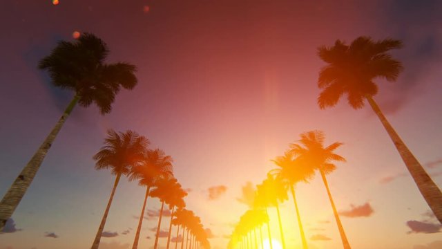 Driving through an alley of palm trees at down, 4k