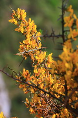 scorpion broom flowers  also call  genista scorpius, mediterranean plant