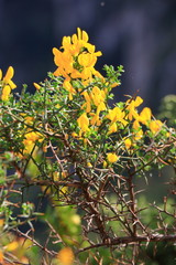 scorpion broom flowers  also call  genista scorpius, mediterranean plant
