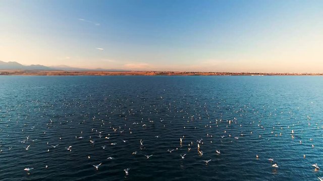 Aerial of Hundreds of Birds Leaving a Colorado Lake