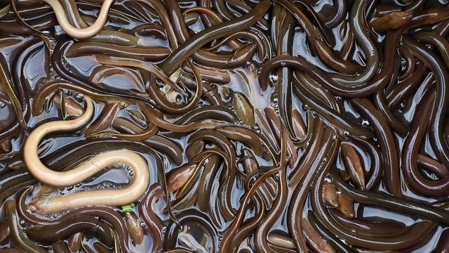 Many asian swamp eels crawl over each other, Laos.