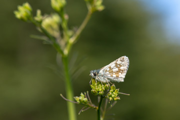 İspanyol Zıpzıpı / Pyrgus armoricanus 