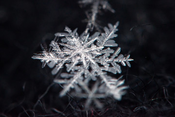Snowflake on a balck background - macro photo