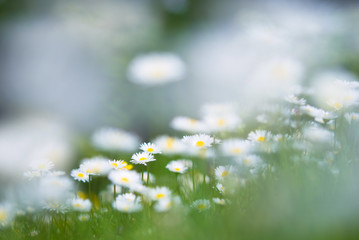 Daisies (Bellis perennis) in the field. Summer view. Selective focus and very shallow depth of field. © ekim