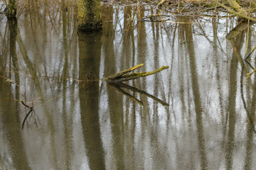 Spiegelung von Bäumen imTeich im Winter