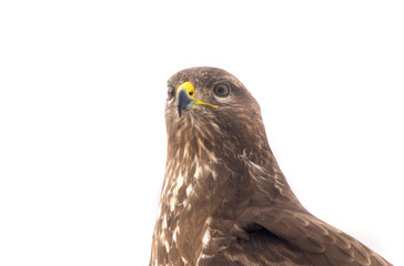 Buzzard isolated on white background