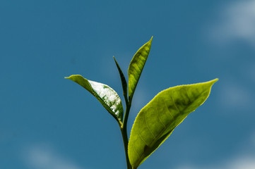 green leaf on blue sky