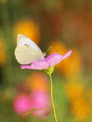 Cosmos bipinnatus blooming in the garden