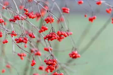 Rote Beeren im Winter am Strauch