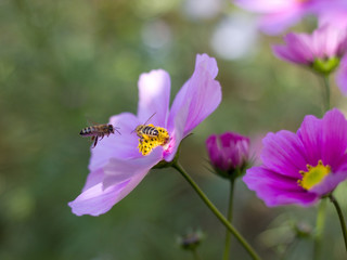 Cosmos bipinnatus blooming in the garden