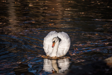 White swan on the lake in the park © rostyle