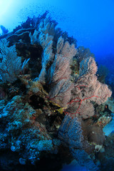 Fototapeta na wymiar Beautiful corals of the Great Barrier Reef