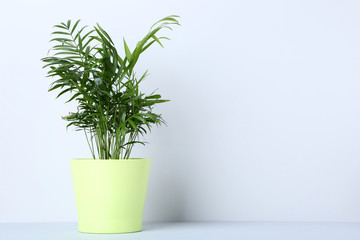 Green plant in pot on grey background