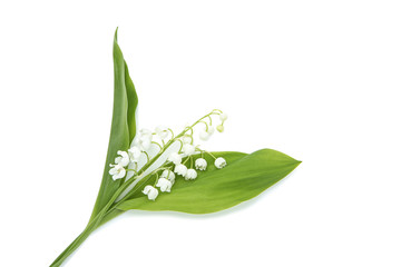 Lily of the valley flowers isolated on white background