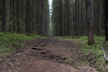 Fototapeta premium Forest path