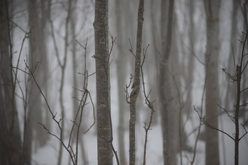 Trunks and tree branches in the mist in winter